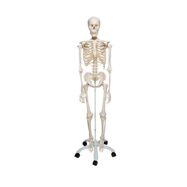 Anatomia - Esquelet humà