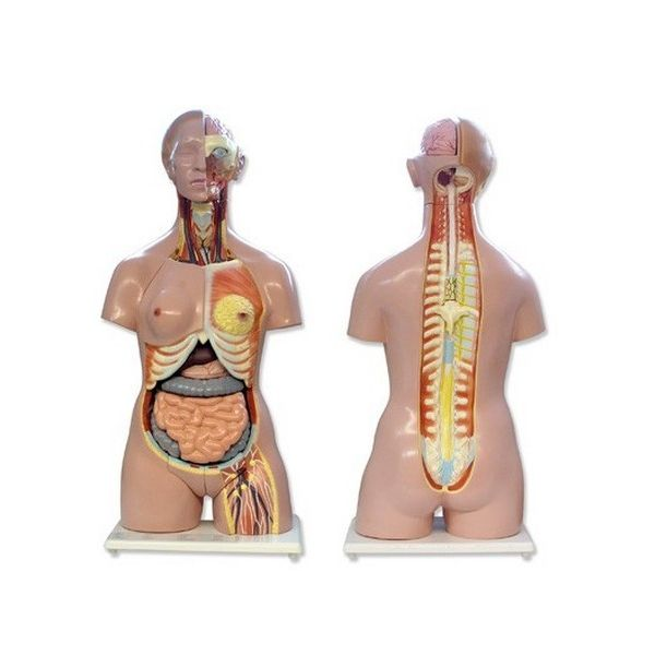 Anatomía - Torso bisexo con cabeza