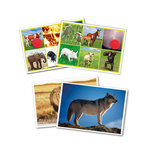 Bingo: Los animales y la naturaleza
