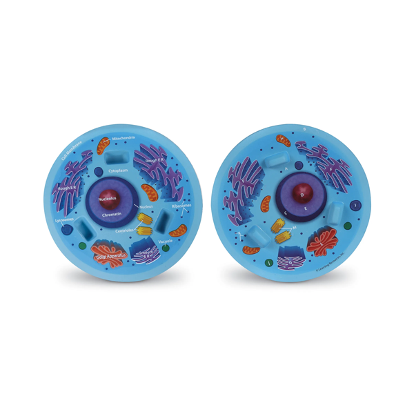 Modelo célula animal de sección transversal