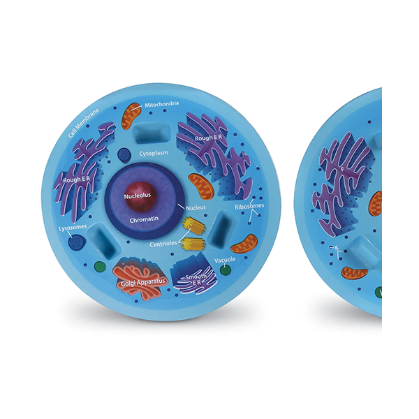 Modelo célula animal de sección transversal