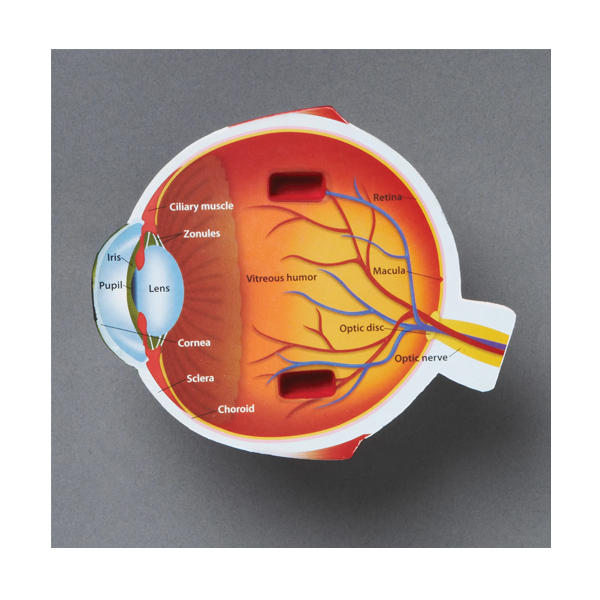 Modelo de ojo de sección transversal