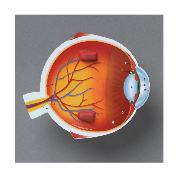 Modelo de ojo de sección transversal