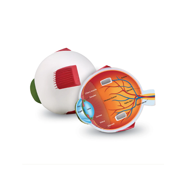 Modelo de ojo de sección transversal