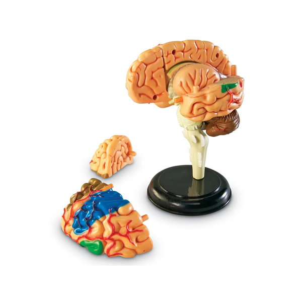 Modelo anatomía: El cerebro