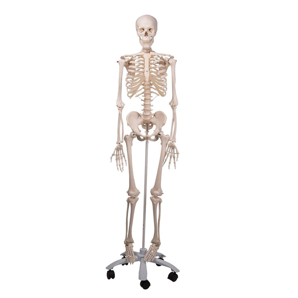 Anatomía - Esqueleto humano