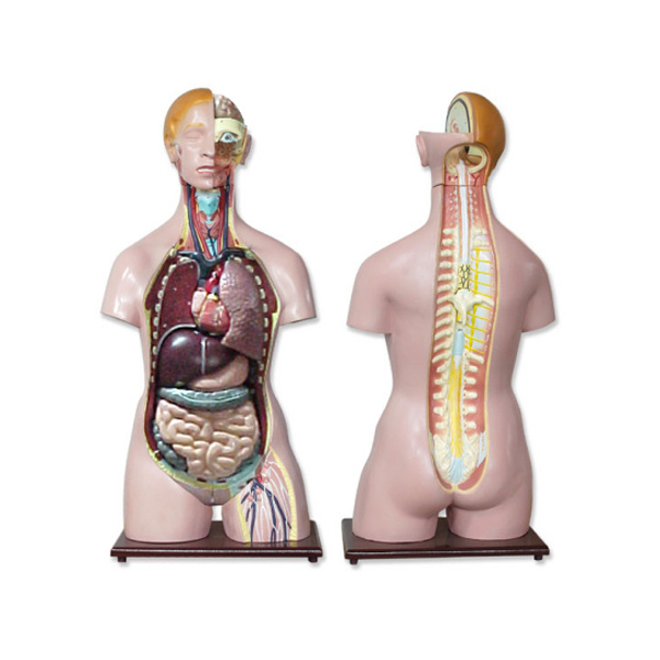 Anatomía - Torso bisexo con cabeza